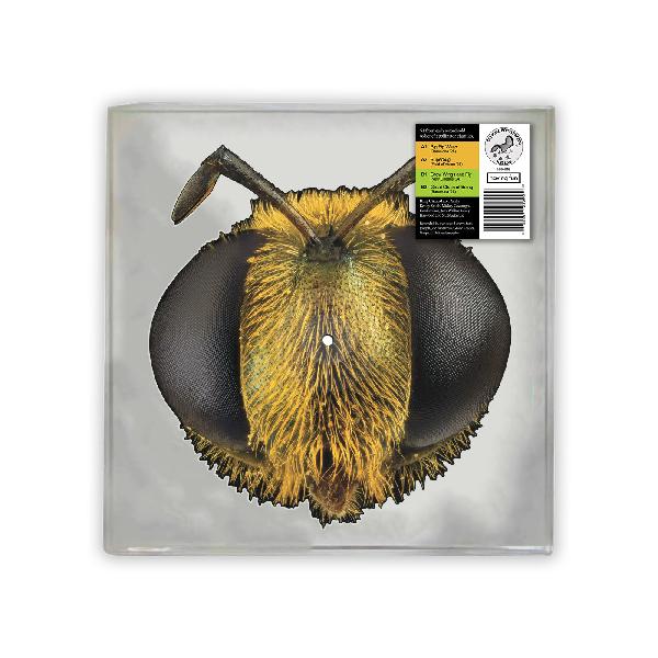 KING GIZZARD & THE LIZARD Wizard - Big Fig Wasp RSD26